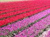 tulip-fields-in-the-netherlands-wwweurope-berlin-guidecom